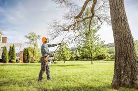 Tree and Shrub Care in Debary, FL