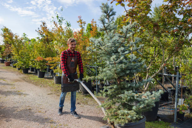 Professional  Tree Services in Debary, FL